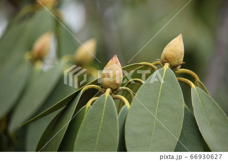 しゃくなげのつぼみ 66930627