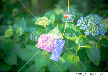 紫陽花と風鈴の写真素材