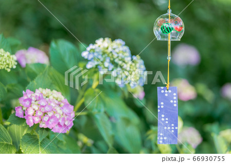紫陽花と風鈴 紫陽花と風鈴 66930755