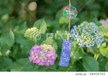 紫陽花と風鈴 66930765
