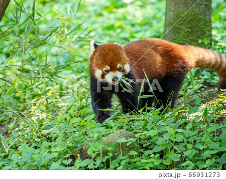 レッサーパンダの様々なシーン　地上の笹を美味しそうに食べる 66931273