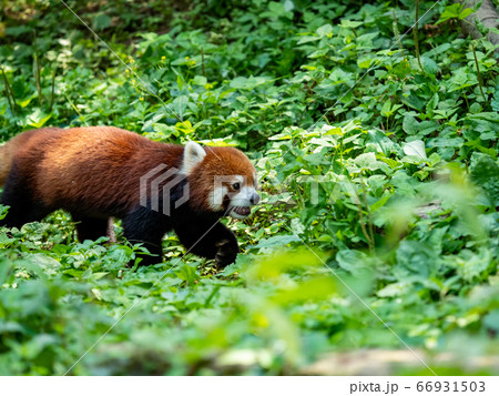レッサーパンダの様々なシーン　草むらを歩く 66931503