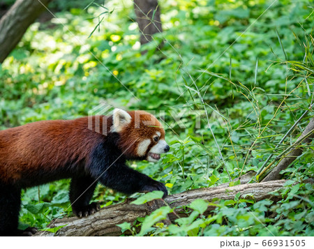 レッサーパンダの様々なシーン 草むらを歩く レッサーパンダの様々なシーン 草むらを歩く 66931505