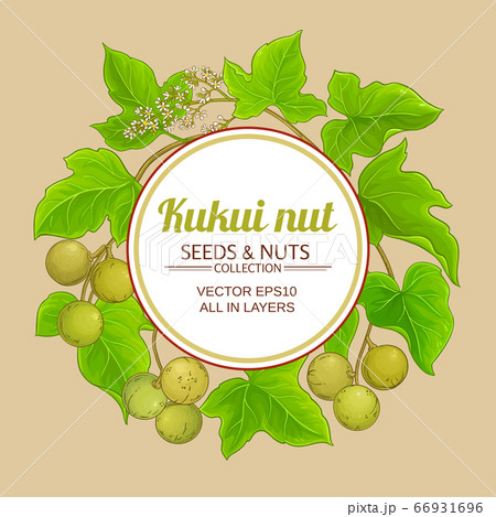 kukui vector frame kukui vector frame 66931696