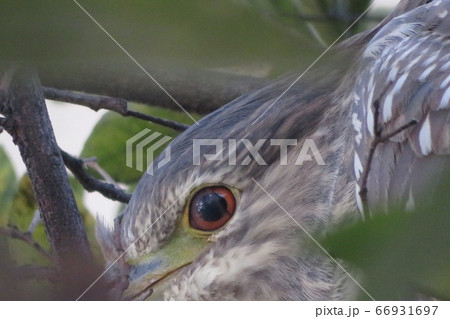 若いゴイサギが瞬膜を閉じて開けた瞬間の目のアップ 若いゴイサギが瞬膜を閉じて開けた瞬間の目のアップ 66931697