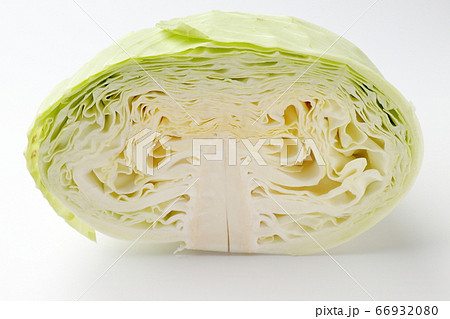 キャベツ 66932080