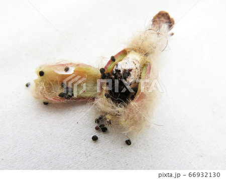 シードポット 66932130