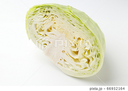 キャベツ キャベツ 66932164