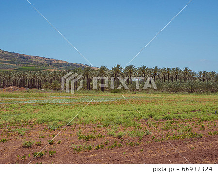 Date palms trees plantation 66932324