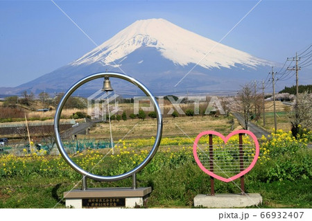裾野市のお花畑からの富士山 66932407