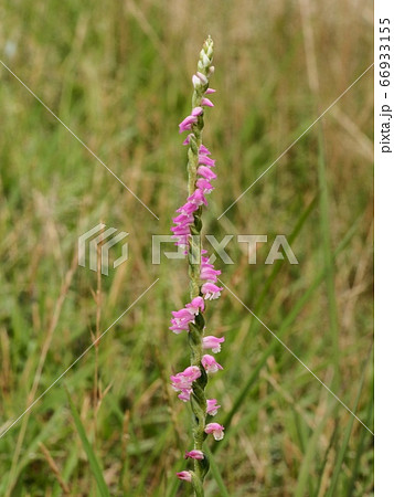 草原に咲くネジバナ 66933155