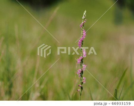 草原に咲くネジバナ 66933159