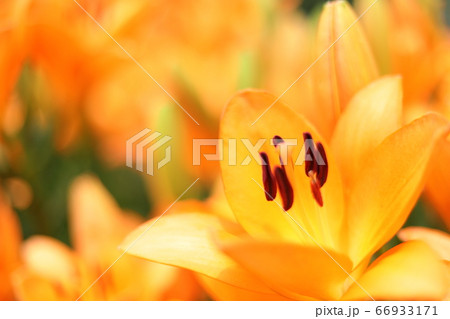 ゆり花壇 66933171