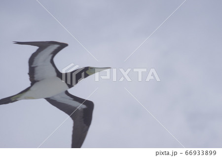 小笠原諸島に生息しているカツオドリ 66933899