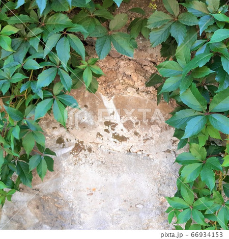 ヨーロッパ 民家の壁 66934153