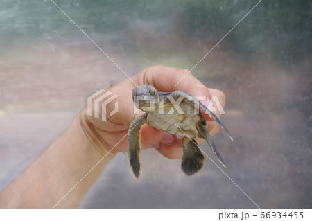 小笠原海洋センターで孵化したアオウミガメの子供 66934455