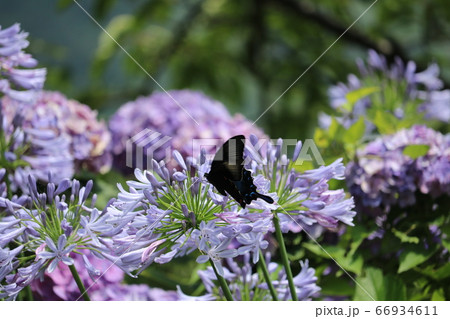 クロアゲハとキボウシ 66934611