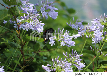 クロアゲハとキボウシ 66934612