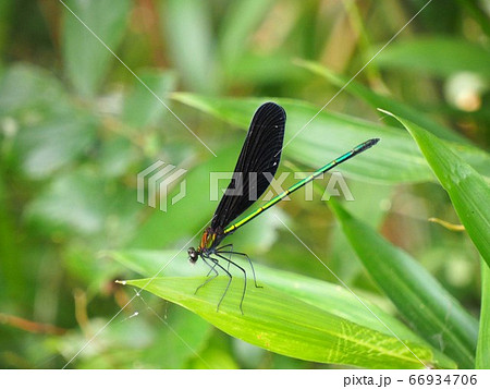 ハグロトンボ 66934706