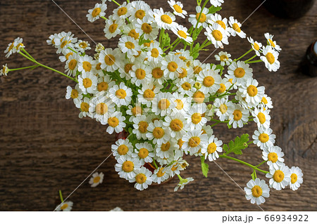 Blooming feverfew plant in a vase Blooming feverfew plant in a vase 66934922