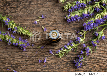 A bottle of hyssop essential oil with blooming hyssop 66934925
