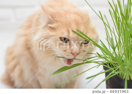 Cat eagerly bites specially sprouted oats at home Cat eagerly bites specially sprouted oats at home 66935963