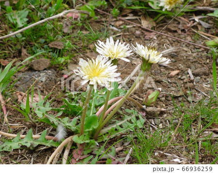シロバナタンポポ シロバナタンポポ 66936259