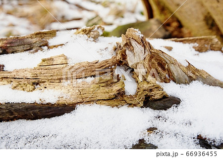 Cold and misty morning, snow and hoarfrost grass 66936455