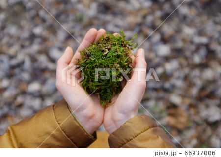 The child holds moss in the hands in the autumn forest. concept of 66937006