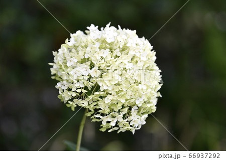 日本の東京都市景観 梅雨を彩るアナベル(東京クルーズ浅草船着場前の隅田公園側) 日本の東京都市景観 梅雨を彩るアナベル(東京クルーズ浅草船着場前の隅田公園側) 66937292