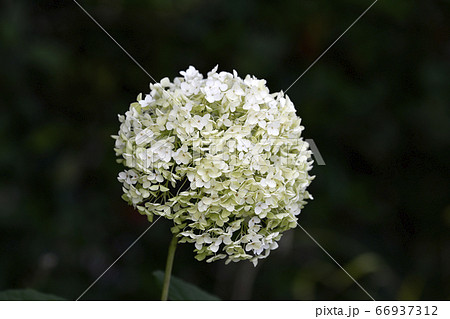 日本の東京都市景観 梅雨を彩るアナベル(東京クルーズ浅草船着場前の隅田公園側) 日本の東京都市景観 梅雨を彩るアナベル(東京クルーズ浅草船着場前の隅田公園側) 66937312