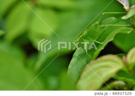 葉っぱの上のツユムシの仲間 66937320