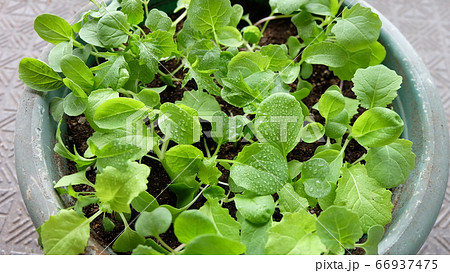 食べるために栽培する家庭菜園のベビーリーフ 66937475