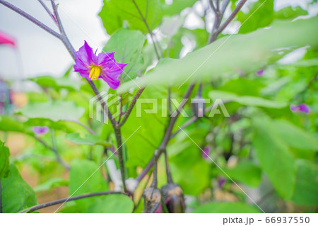 なすの花 なすの花 66937550