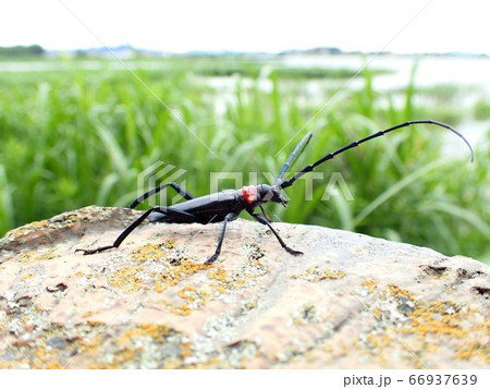 クロジャコウカミキリ（クビアカツヤカミキリ） 66937639