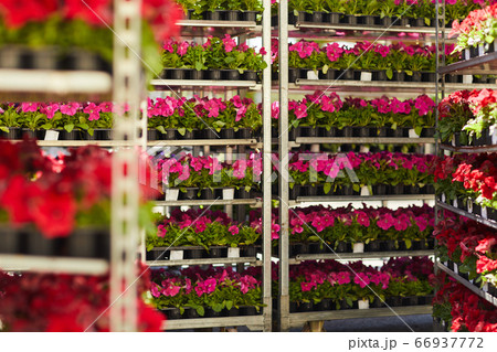 Flower Plantation Background 66937772