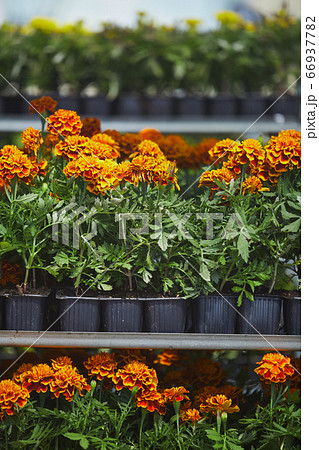 Marigold Plantation 66937782