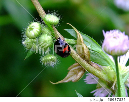 テントウムシ 66937825