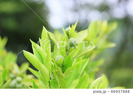 ミカンの実 66937888