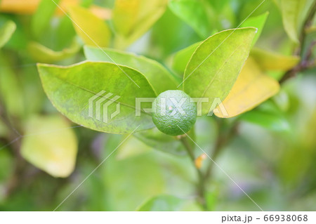 ミカンの実 66938068