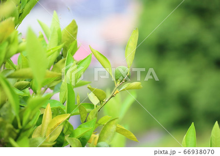 ミカンの実 ミカンの実 66938070