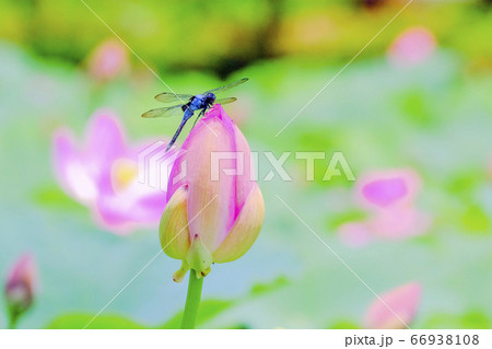 蓮の蕾とトンボ1 蓮の蕾とトンボ1 66938108