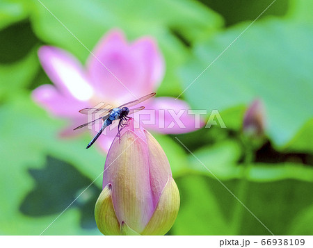 蓮の蕾とトンボ2 蓮の蕾とトンボ2 66938109