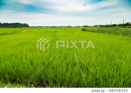 日本の初夏の田園風景 千葉県多古町 日本の初夏の田園風景 千葉県多古町 66938330