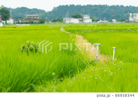 日本の初夏の田園風景 千葉県多古町 日本の初夏の田園風景 千葉県多古町 66938344