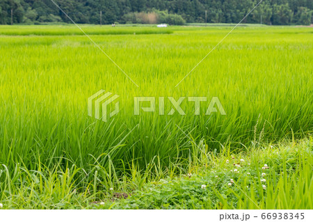 日本の初夏の田園風景 千葉県多古町 日本の初夏の田園風景 千葉県多古町 66938345