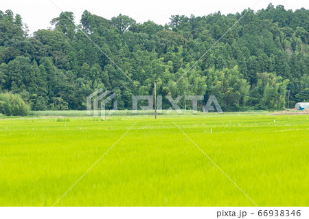 日本の初夏の田園風景 千葉県多古町 日本の初夏の田園風景 千葉県多古町 66938346