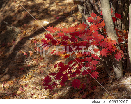 韓国 ソウル市 道峰区 66939267