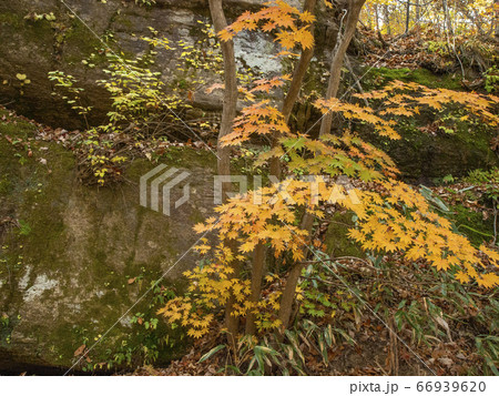 韓国 忠清北道 槐山郡 66939620