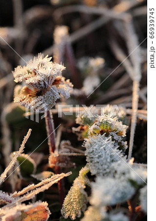 畦道で霜で葉が凍るアイスプラントの写真素材